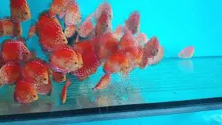 Best Discus food - ROYAL MENU granules