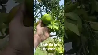 ready plot for harvesting