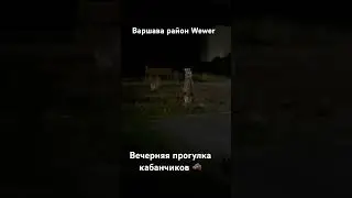 Варшава район вевер, ночной выпас кабананов 🐗! Польша и ее животные #варшава #жизньвпольше