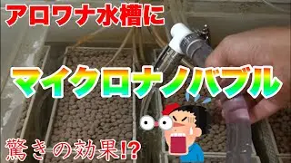 アロワナ水槽にマイクロナノバブルを導入！驚きの効果？