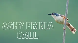 Ashy Prinia Call - Song - Sounds - Singing Vocals - Ashy wren warbler Song Call - Sounds Voice Noise