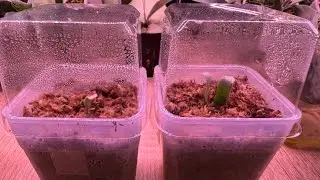 鹿角蕨/龍骨芽/藍皇后孢子苗