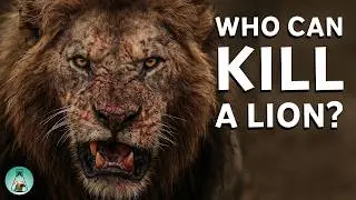 Who can Defeat a Lion in a Fight?