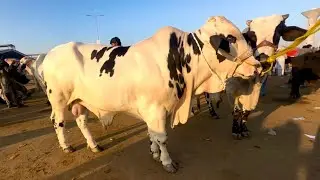 Desi sahiwal cholistani bachre | qurbani 2026 | LAHORI SHAUK | shapur kanjra Mandi Lahore 