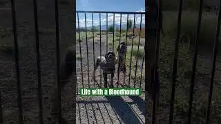 #bloodhound #bloodhoundpuppy #countrylife #bay #bloodhoundbay #puppy #dogs #blainezworld #puppyshort
