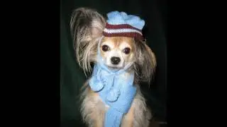 Dogs In Party Hats