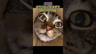 ネコ様 オヤツに必死すぎて顔がバグるw#shorts#おもしろ動画#猫#動物#ASMR