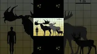 The Irish elk (Megaceros)!! #history #facts#animals#extinct#extinction#ireland#nature
