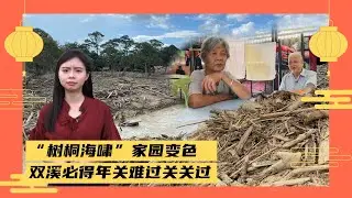 &ldquo;树桐海啸&rdquo;家园变色  双溪必得年关难过关关过