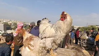 سوق الدجاج والحمام في مدينة الدانا بتاريخ 29رمضان 2024/4/8 لا تنسونا الاشتراك بالقناه