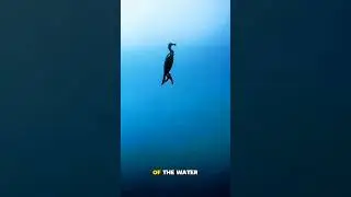 This bird dives to catch fish #animals #wildlife #特有種 #動物