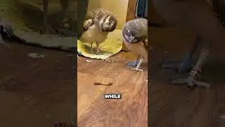 Why Are Owls So Chill?