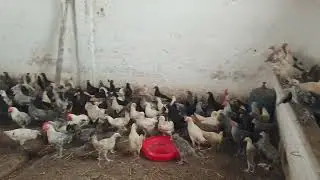 خليط السلالات في عمر 65 يوم