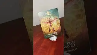 #292 Capricorn - Spirit Animal Oracle Message, Wasp Spirit
