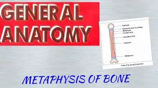 General anatomy-3 METAPHYSIS OF BONE