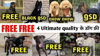 FREE FREE | Rottweiler | APBT | German shepherd | Chow chow | black gsd | Labrador 