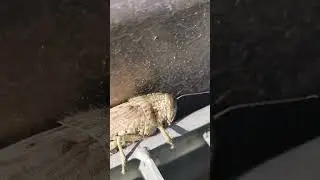 Огромный кузнечик 💯🤓