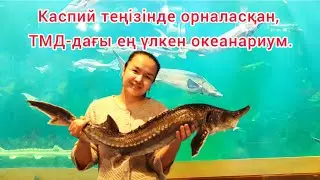 ТМД-дағы ең үлкен океанариум Ақтауда! В Caspian Riviera самый большой океанариум в СНГ. Осётр белуга