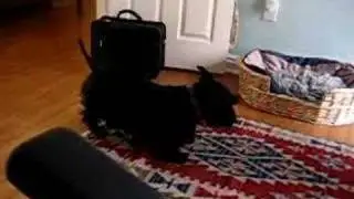 Singing Scottie
