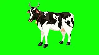 Cow green screen 
