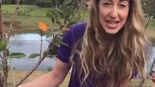 Different Apples on the Same Tree