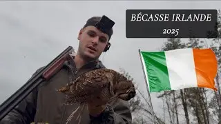 CHASSE B&Eacute;CASSE IRLANDE 2025 🇮🇪💥🪶