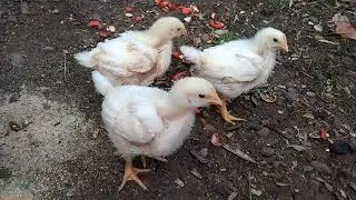 ROSS 308  ETLİK 15 GÜNLÜK GELİŞİMİ 🐔🐔