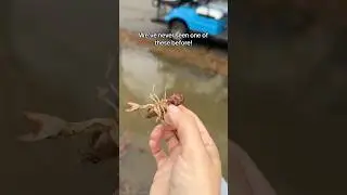 We&rsquo;ve never seen this and we&rsquo;ve caught these a lot! How crazy! #crawfish #crayfish #catching