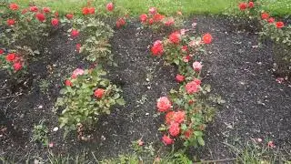 Impatiens in Bloom at Maplewood Rose Garden Rochester NY, Garden Walk