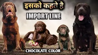 ये होते है असली | IMport line labrador puppies | chocolate labrador puppies for sale