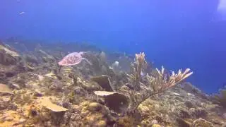 East Coast Diving on Bonaire