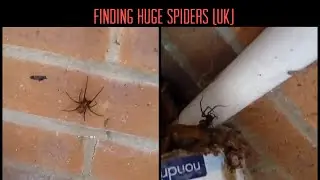 Try Not To Get Scared Spiders Video (Big Spiders Found in Home)