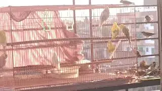 Birds play #sawal parivar #bird #birdsounds