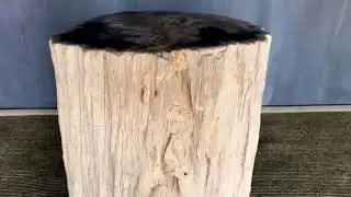 Polished Petrified Wood Side Table