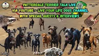Patterdale Terrier Talk Bark - 37 (2025 Recap)
