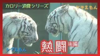 【カロリー消費シリーズ　熱闘　後編】伊豆アニマルキングダム　ホワイトタイガー「ツキ」「シグレ」「シロップ」