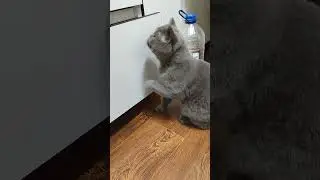 #позитив #cat юмор 👍🫶 подпишись
