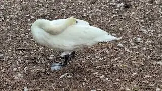 Cream Neck on Sleeping Royal Mute Swan & Tan Hybrid Duck Drinks Water with Mallard Lake Eola Park!