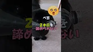 ぺ吉　２本目を諦められない！