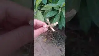 Dactyloctenium aegyptium (Durban crow foot plant)