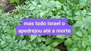 Continua&ccedil;&atilde;o A Revolta de Israel contra Robo&atilde;o, 1 Reis 12:12-24