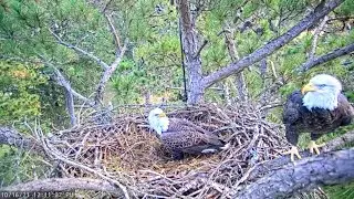 Berry College Eagles - A Silent Visit; Are You Out There, Mom!? 10.16.21