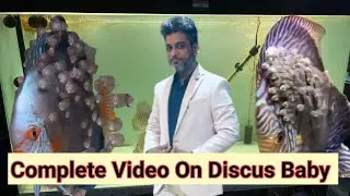 Discus baby complete care and guide// Discus fish baby care// Discus baby ko kya khilaye 