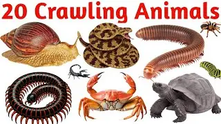 20 Crawling Animals Names in English | Learn #Crawling Animals for Kids | Reptiles & Small Creatures