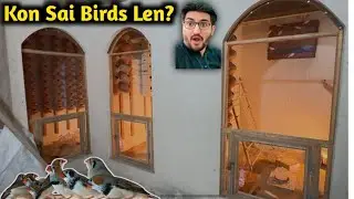 How To Chose Birds | How To Start a Bird Hobby | Beautiful Zebra Finch and Java Sparrow Birds Shed 
