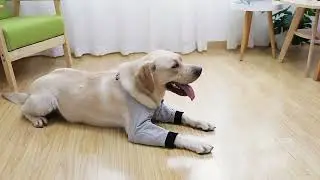 dog front leg braces#dogaccessories