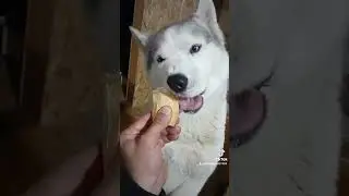 Альма сладкоежка #хаски