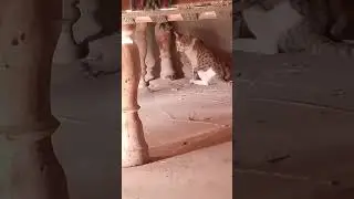 Real life Tom and Jerry 😅😂 #tomandjerry #cats #mouse #tom #jerry 