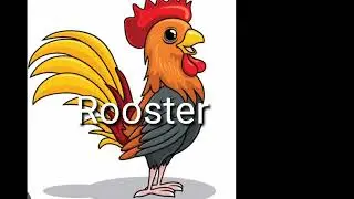 Rooster l how to pronounce