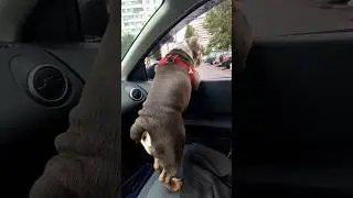 крути жопкой Беня! #бульблогдог #englishbulldog #bulldog #love #английскийбульдог